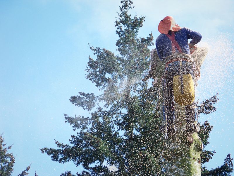 Products For Tree Removals in use
