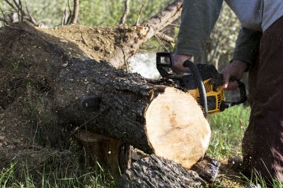 Tree Felling Process