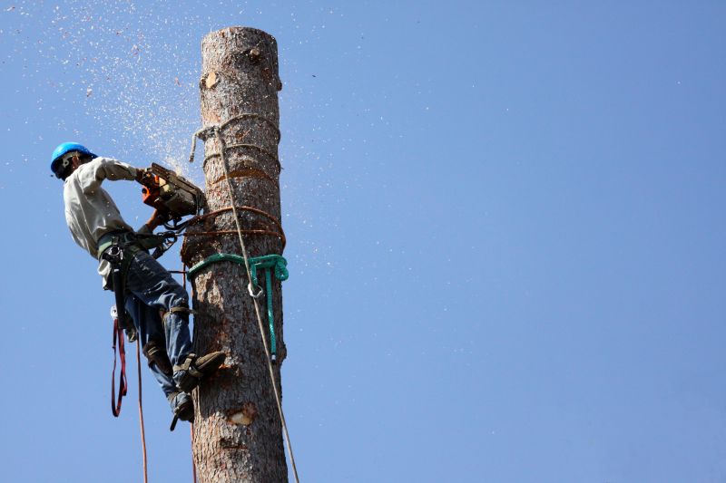 Why Hiring Professionals For Tree Removal Is Essential