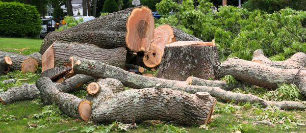 Cost of Large Tree Removal in Dover