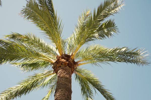 Cost of Palm Tree Removal in Dover