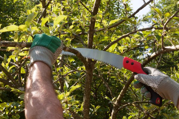 Cost of Small Tree Removal in Dover