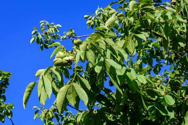 Cost of Walnut Tree Removal in Dover
