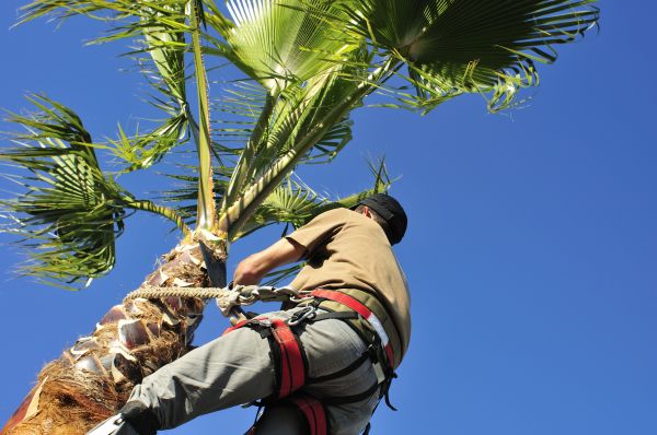 Palm Tree Cutting