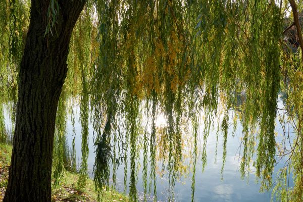Cost of Willow Tree Removal in Dover