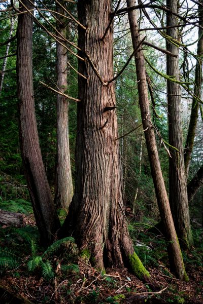 Cost of Cedar Tree Removal in Dover