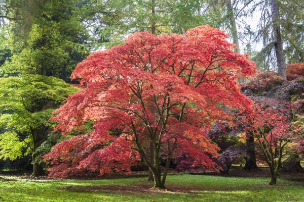 Cost of Maple Tree Removal in Dover