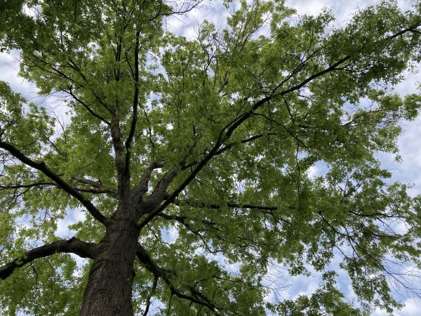 Cost of Oak Tree Removal in Dover