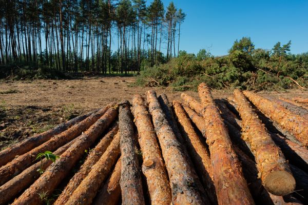Pine Tree Felling