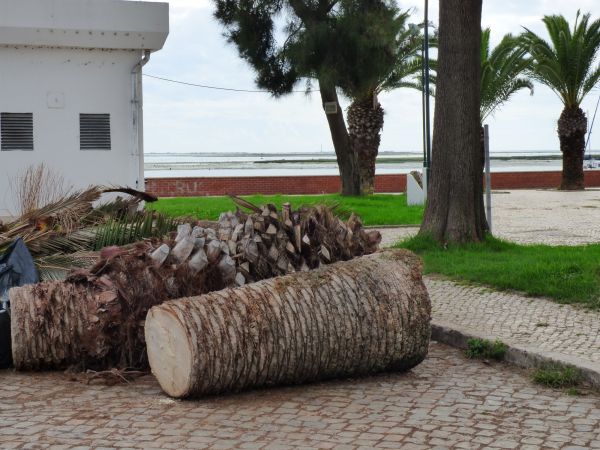 Cost of Palm Trees Removal in Dover