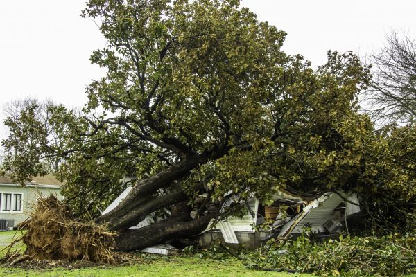 Cost of Fallen Tree Removal in Dover