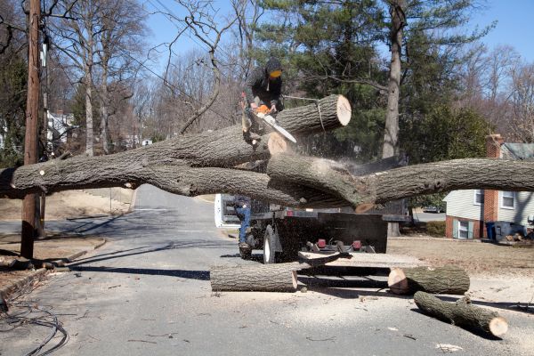 Cost of Residential Tree Removal in Dover