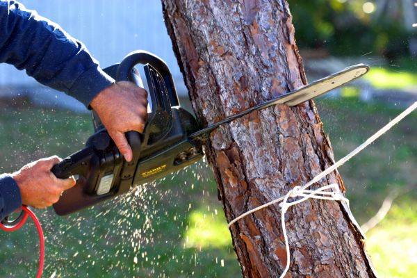 Cost of Dead Tree Removal in Dover